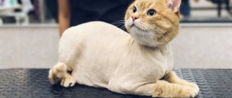 Как подстричь кота в домашних условиях самостоятельно, как это делают профессионалы?