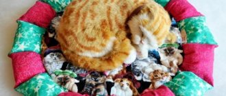 Лежанка для кошки своими руками: 11 простых идей