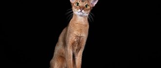 Abyssinian cat shedding