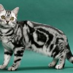 American shorthair cat