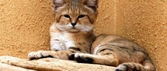 sand cat