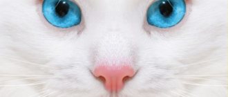 White cat with blue eyes