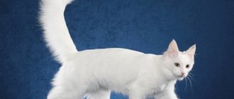 White Turkish Angora