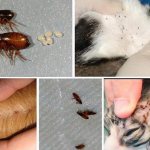 Fleas on cats