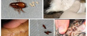 Fleas on cats