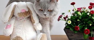 Британская короткошерстный кот