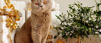 British shorthair lilac color