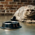 What to feed your cat - natural food or dry food?