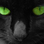 Black cat with green eyes