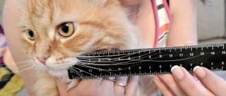 What happens if you cut a cat&#39;s whiskers?