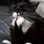Что делать если у кота выпадают усы почему. Почему у кота выпадают усы