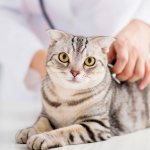 Cystitis in cats: symptoms and treatment