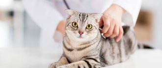 Цистит у кошек: симптомы и лечение