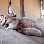 Domestic cat caracal