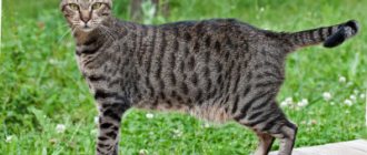 Egyptian Mau