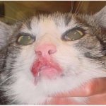 Eozonophilic granuloma in cats