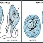 форма лямблий