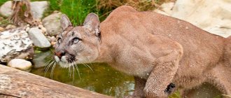 Photo: Mountain Lion