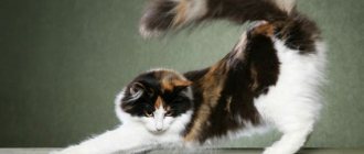 photo of Norwegian forest cat