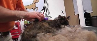 Furminator for Scottish cats reviews