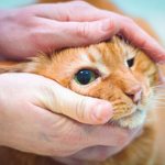 Cat&#39;s head in hands