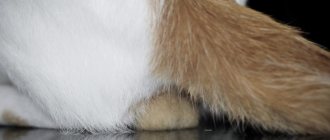 Химическая кастрация кошек: механизм процедуры, плюсы и минусы