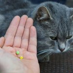 как часто давать таблетки от глистов кошкам