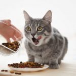 Как отучить кошку от сухого корма: эффективные и работающие способы