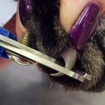 How to trim nails correctly