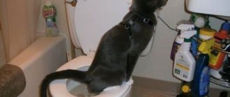 How to train a cat to use the toilet, read the article