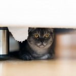 Как вытащить кошку из-под кровати