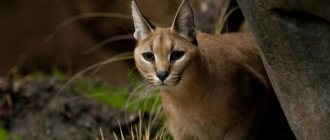 Caracal