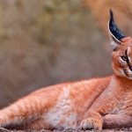 Caracal