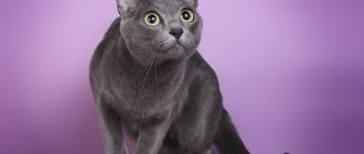 Korat cat breed