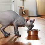 Food for sphinxes: which is better, nutritional features of kittens and adult animals