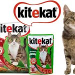 kitekat food