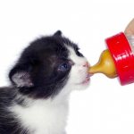 Feeding a kitten