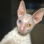 Cornish Rex with heterochromia