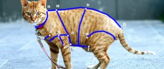 Cat measurements