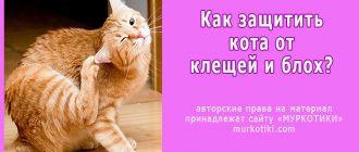 кошка чухается