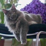 Maine Coon cat