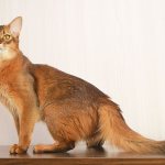 Somali cat