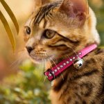 Cat with collar