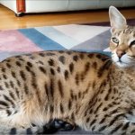 Savannah cat