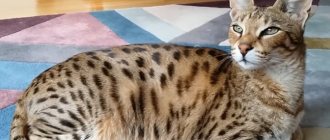 Savannah cat