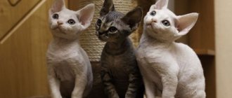 Devon Rex cats