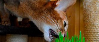 Cat eats medicinal herb Photo