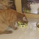 Cat eats dry food