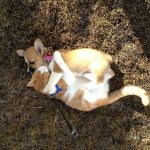 cat and dog playing together