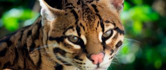 ocelot cat